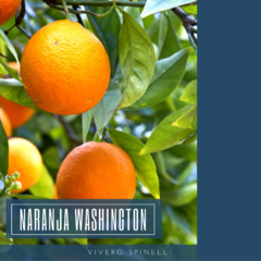 Naranja Washington - comprar online