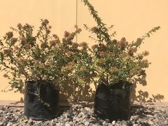 Abelia Grandiflora nana - VIVERO SPINELLI