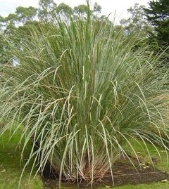 Paspalum haumanii - VIVERO SPINELLI