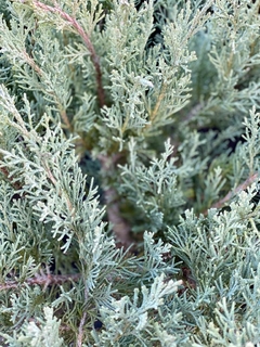 JUNIPERUS PFITZERIANA - comprar online