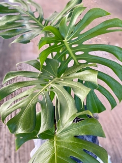PHILODENDRO MONSTERA - comprar online