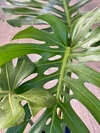 PHILODENDRO MONSTERA