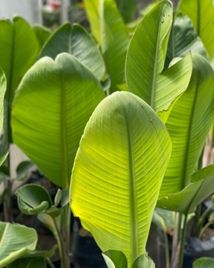STRELITZIA NICOLAI - VIVERO SPINELLI