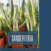 SANSEVIERIA