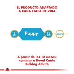 Bull Dog Ingles Puppy | ROYAL CANIN - tienda online