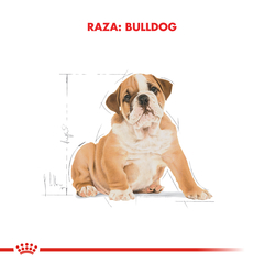Bull Dog Ingles Puppy | ROYAL CANIN