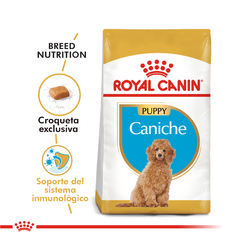 CANICHE POODLE JUNIOR | ROYAL CANIN