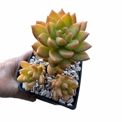 Sedum Golden Glow - comprar online