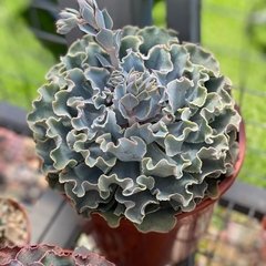 Echeveria Cielo XL - comprar online