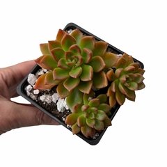 Echeveria Telstar