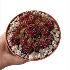 Sempervivum Plum Frosting