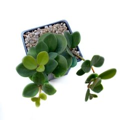 Peperomia Hope (pecuniifolia)