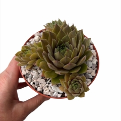 Sempervivum Old Rose - comprar online