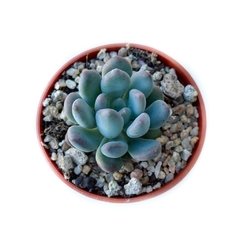 Pachyveria clavifolia