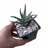 Haworthia fasciata 'Big Band'