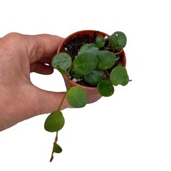 Peperomia pepperspot