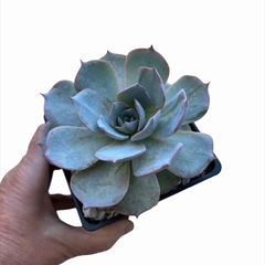 Echeveria x Bruma