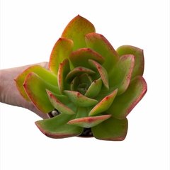 Echeveria Jacana XL - comprar online