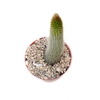 Cleistocactus smaragdiflorus