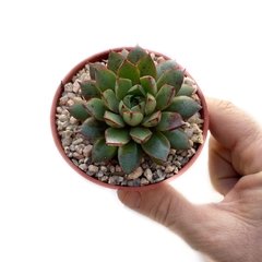 Echeveria Cat's Eye - comprar online