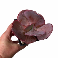 Echeveria x gibbiflora Pink