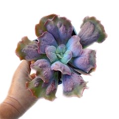 Echeveria Linguas XXL