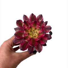 Aeonium Zwartkin variegado
