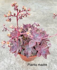 Graptoveria Douglas Hut - comprar online