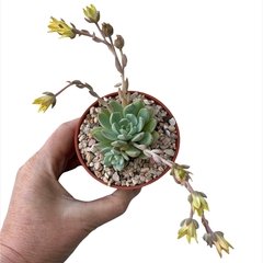 Graptoveria Simsie - comprar online