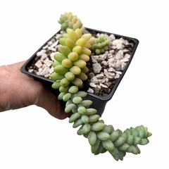 Sedum burrito - comprar online