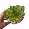 Sempervivum tectorum