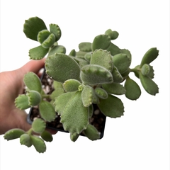 Cotyledon tomentosa (Garra de oso) XL - comprar online