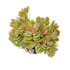 Crassula swaziensis 'Money Maker' (variegada) XXL en internet