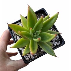 Echeveria agavoides Macabeana XL - comprar online