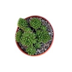 Sedum hirsutum