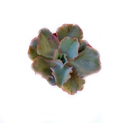 Echeveria Curls XL - comprar online