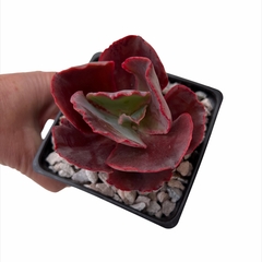 Echeveria Red Trump - comprar online