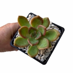 Sedum OO - comprar online