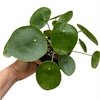 Pilea peperomioides L