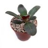 Crassula Purple Dragon