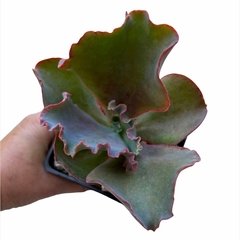 Echeveria Barbillon