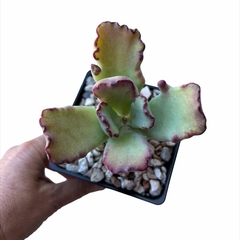 Cotyledon Chocoline