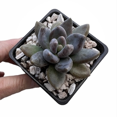 Sedeveria Blue Mist