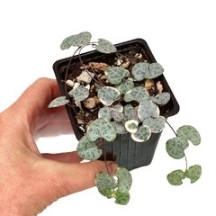 Ceropegia woodii variegada