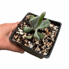 Adromischus Truncatus