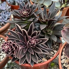 Echeveria Serrana - comprar online