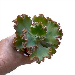 Rulosa 55, hibrido de gibbiflora - comprar online