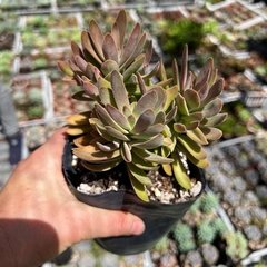 Crassula Rattrayi - comprar online