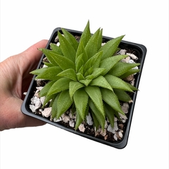 Haworthia angustifolia - comprar online