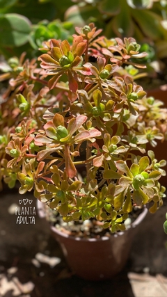 Aeonium spathulatum var cruentum - comprar online